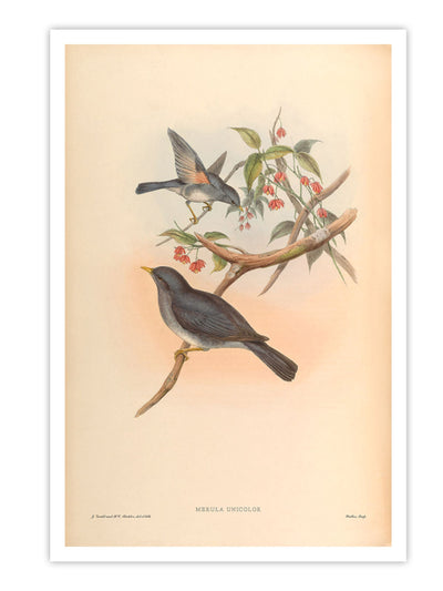 Wall Prints - Merula Unicolor
