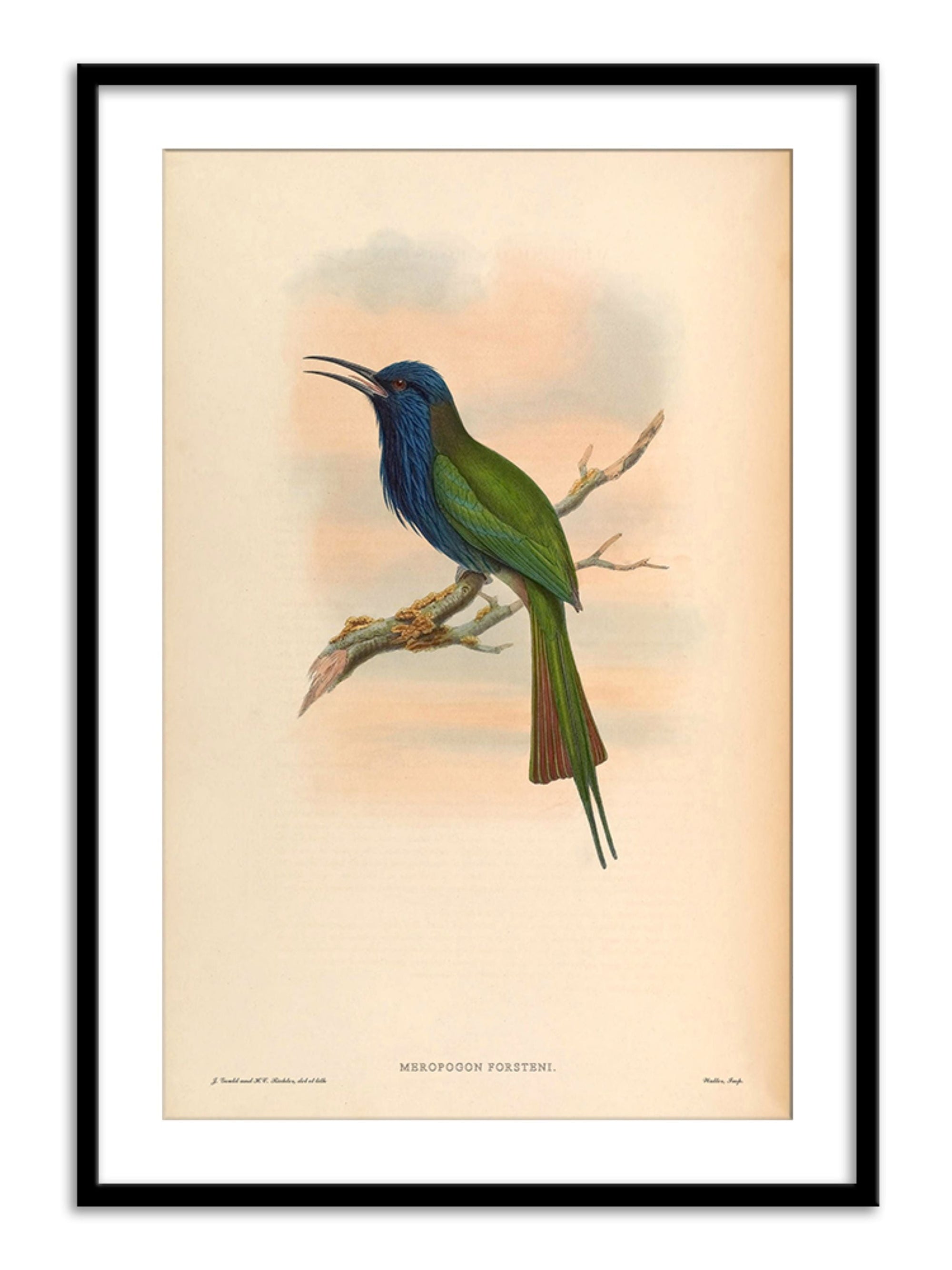 Wall Prints - Moropogon Forsteni