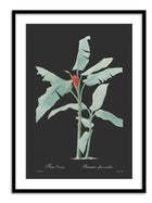 Wall Prints - Musa coccinea - Dark