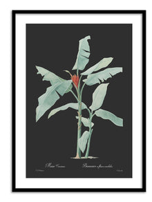 Wall Prints - Musa coccinea - Dark