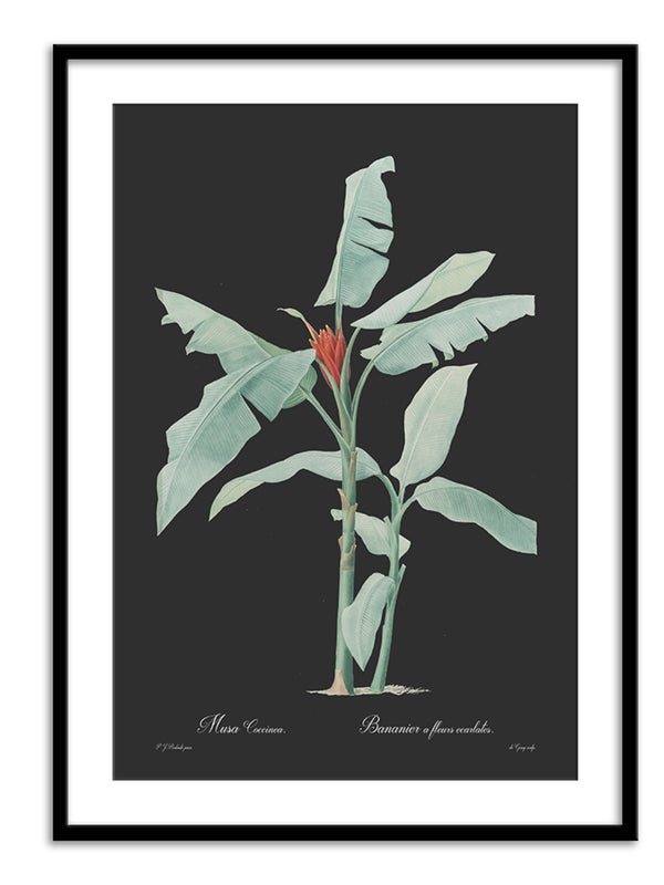Wall Prints - Musa coccinea - Dark