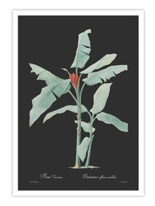 Wall Prints - Musa coccinea - Dark