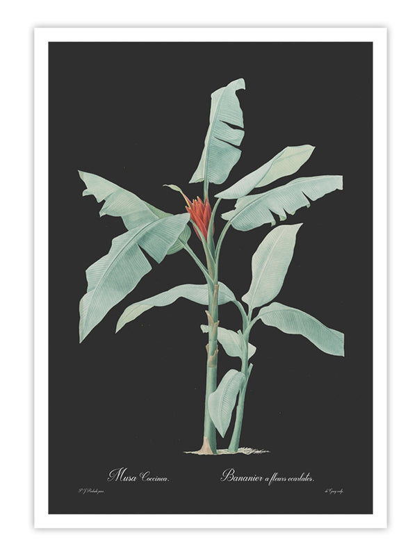 Wall Prints - Musa coccinea - Dark