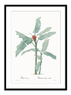 Wall Prints - Musa coccinea