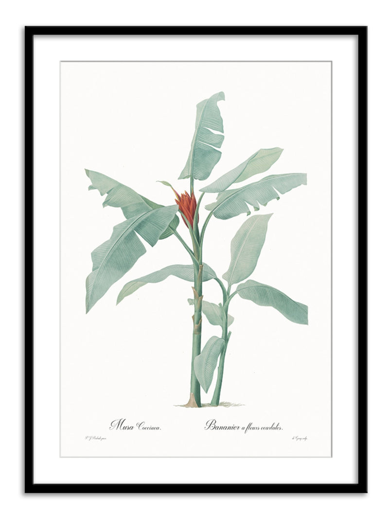 Wall Prints - Musa coccinea