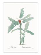 Wall Prints - Musa coccinea
