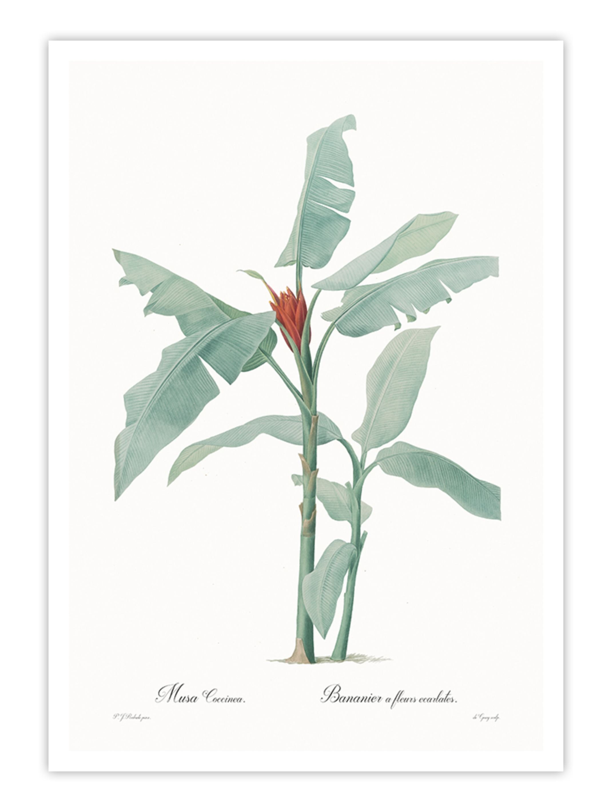 Wall Prints - Musa coccinea