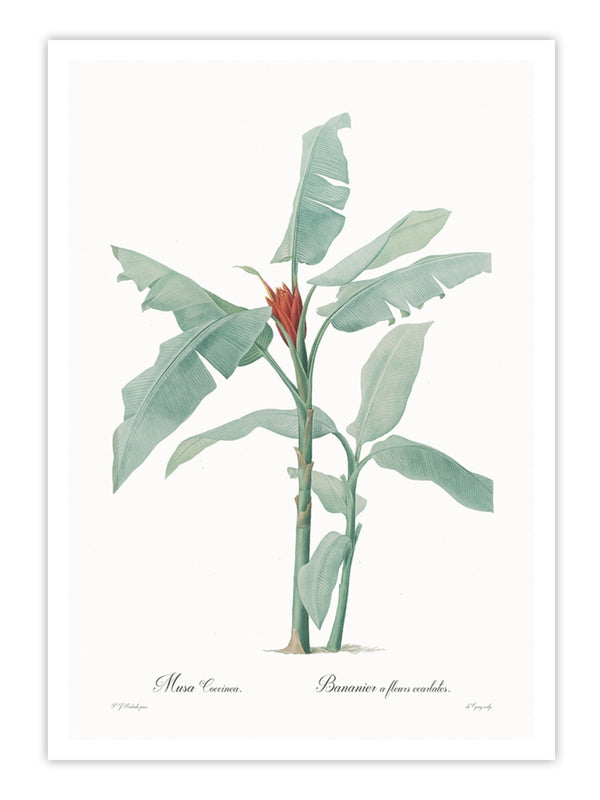 Wall Prints - Musa coccinea