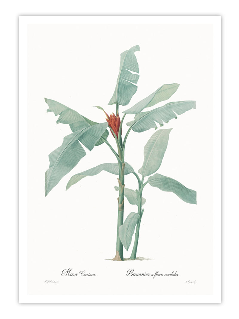 Wall Prints - Musa coccinea