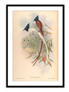 Wall Prints - Muscipeta Paradisi