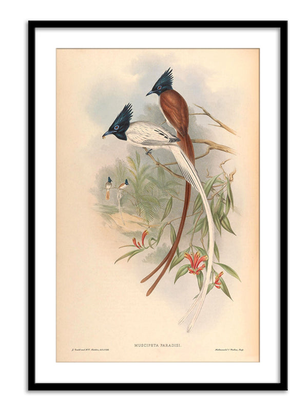 Wall Prints - Muscipeta Paradisi
