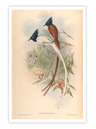 Wall Prints - Muscipeta Paradisi