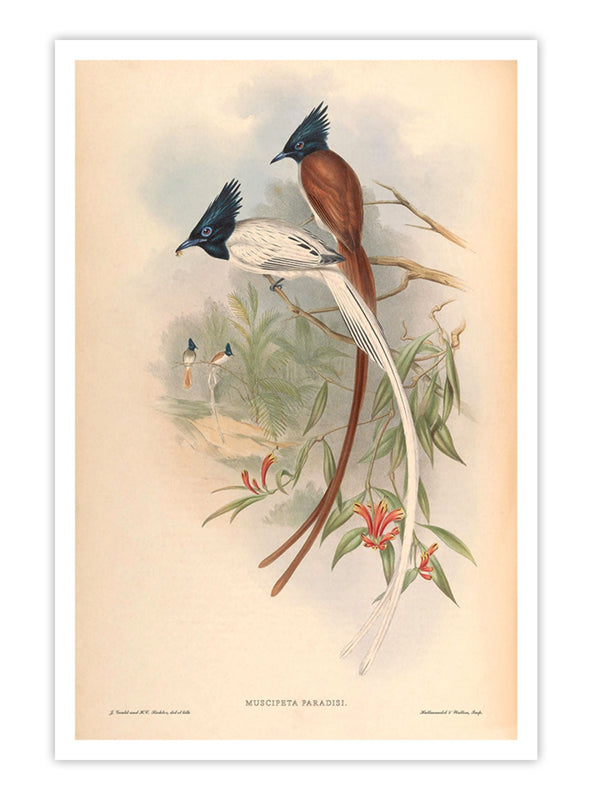 Wall Prints - Muscipeta Paradisi