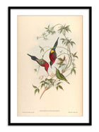 Wall Prints - Nectarinia Goalpariensis