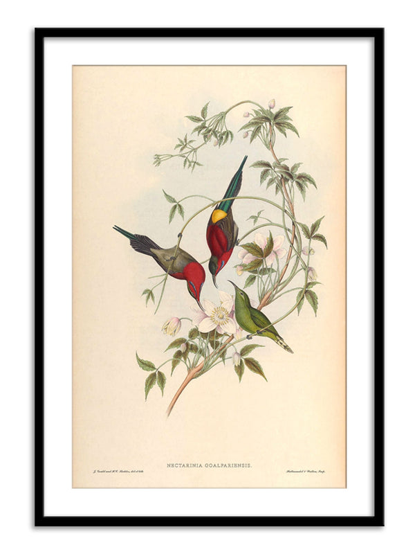 Wall Prints - Nectarinia Goalpariensis