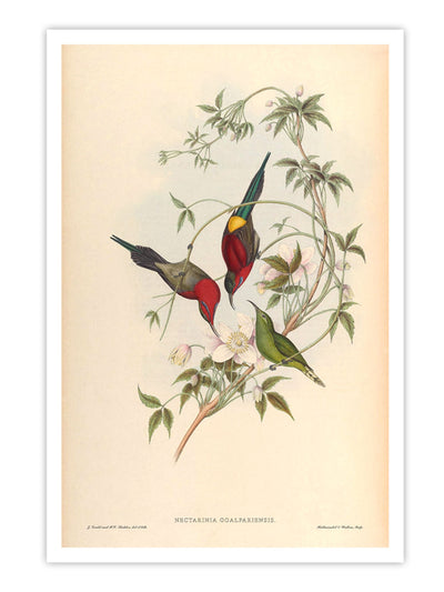 Wall Prints - Nectarinia Goalpariensis