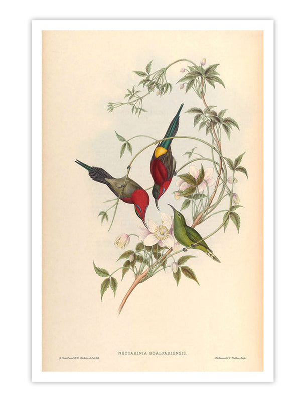 Wall Prints - Nectarinia Goalpariensis