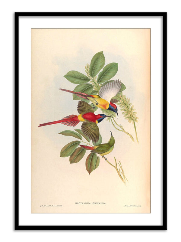 Wall Prints - Nectarinia Ignicauda