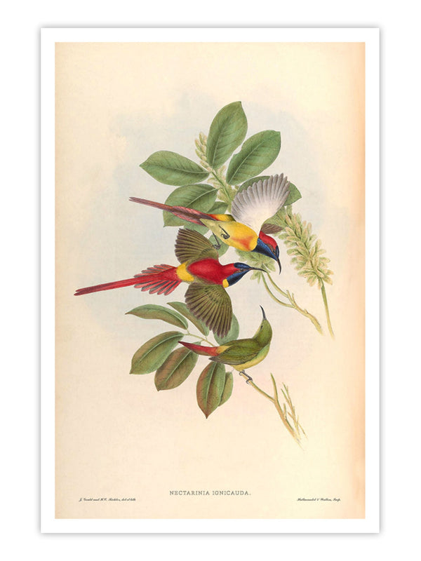 Wall Prints - Nectarinia Ignicauda