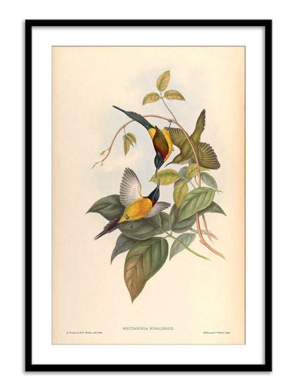 Wall Prints - Nectarinia Nipalensis