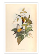 Wall Prints - Nectarinia Nipalensis