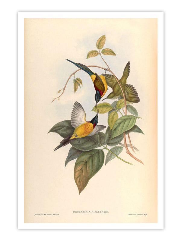 Wall Prints - Nectarinia Nipalensis