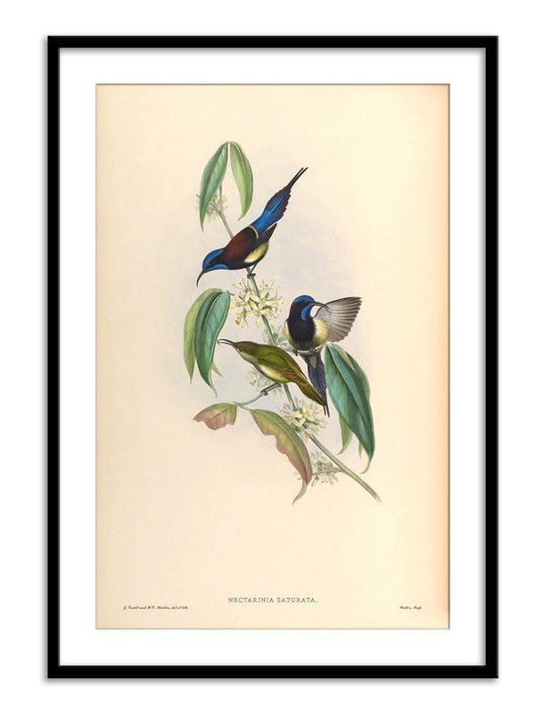 Wall Prints - Nectarinia Saturata