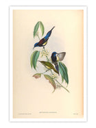 Wall Prints - Nectarinia Saturata