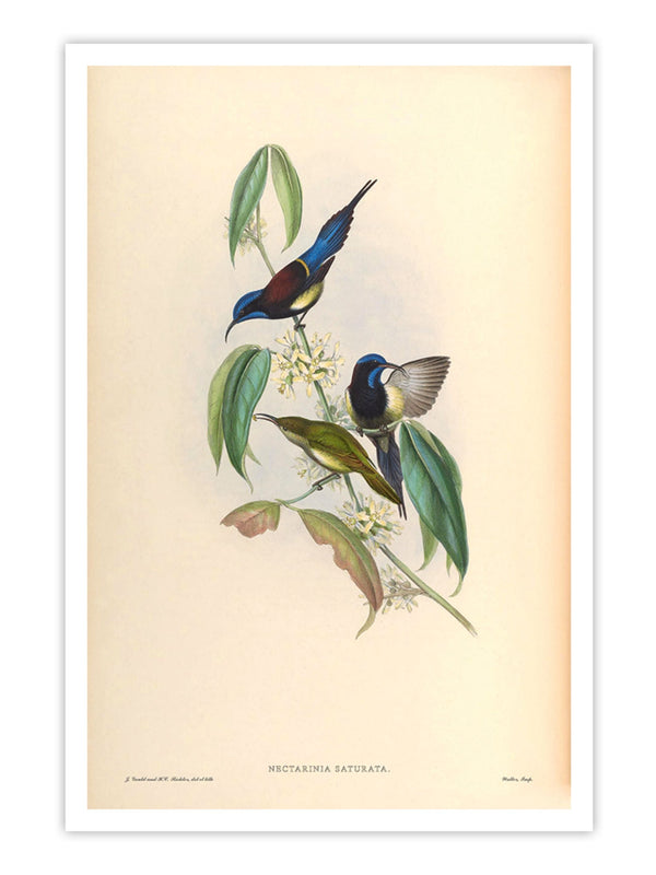 Wall Prints - Nectarinia Saturata