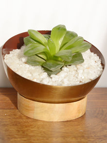 Nova Succulent Planter with wooden base