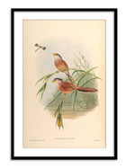 Wall Prints - Paradoxornis Heudei