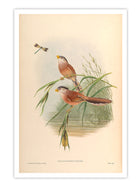Wall Prints - Paradoxornis Heudei