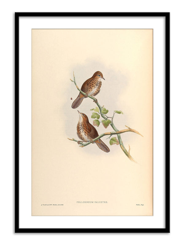 Wall Prints - Pellorneum Palustre