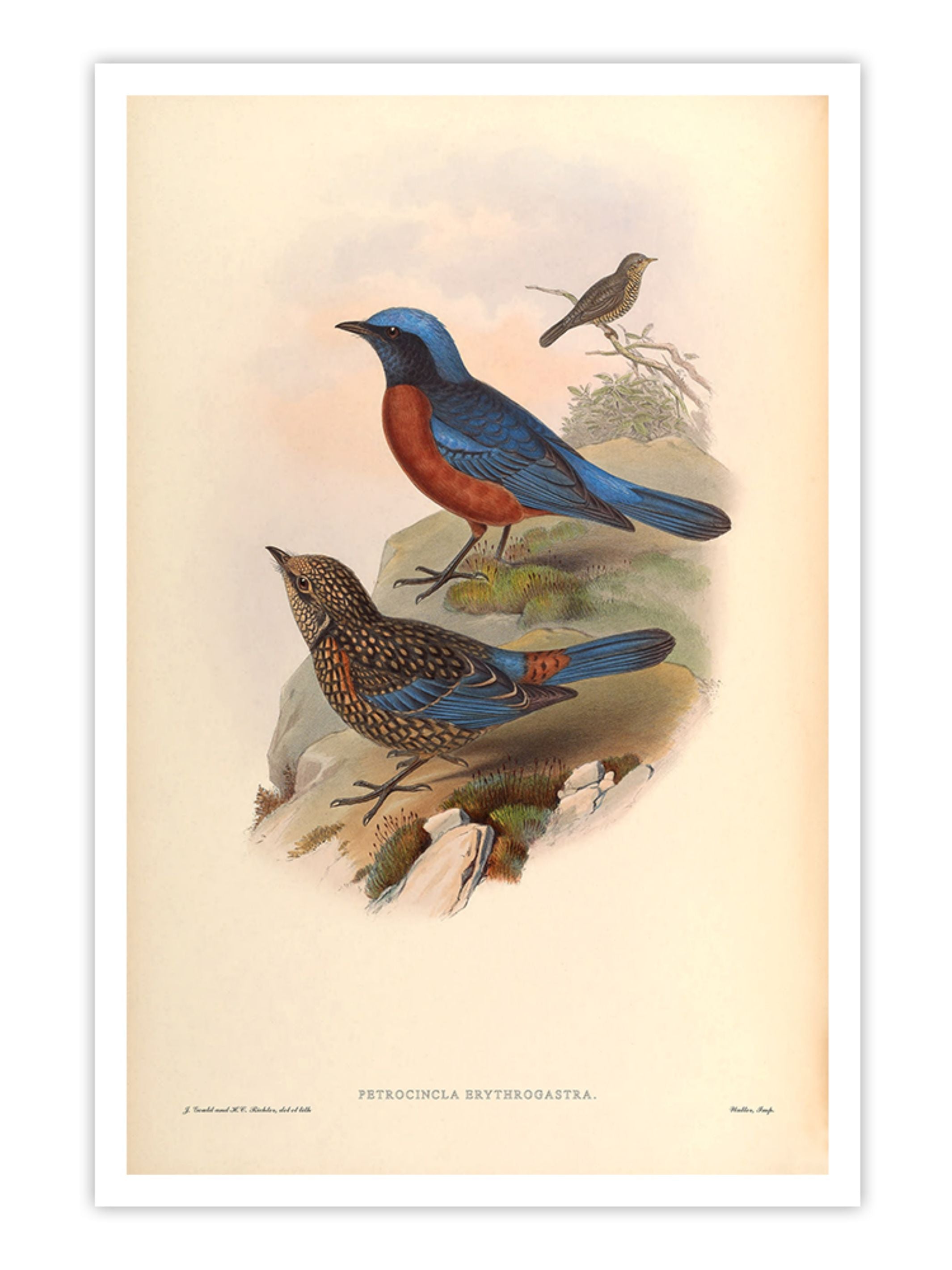 Wall Prints - Petrocincla Erythrogastra