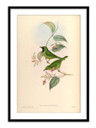 Wall Prints - Phyllornis Cyanopogon