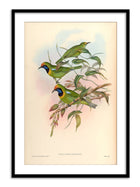 Wall Prints - Phyllornis Hodgsoni