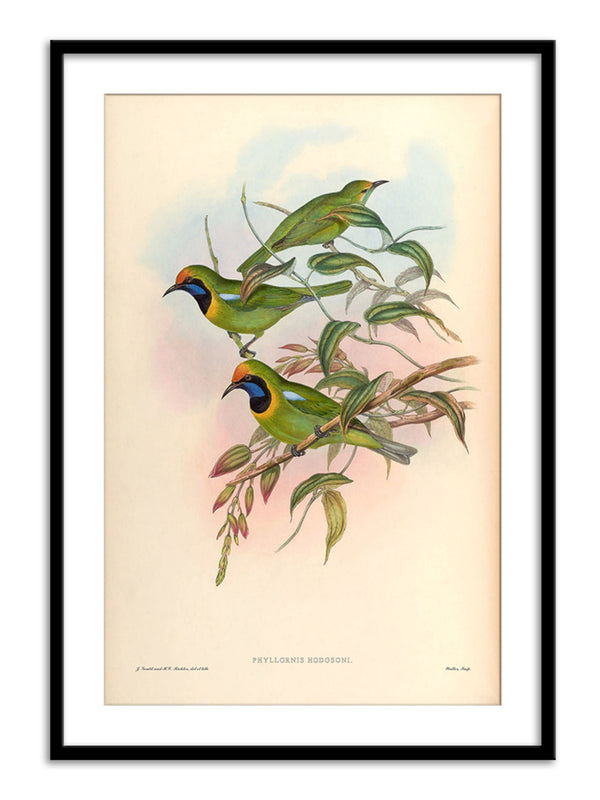 Wall Prints - Phyllornis Hodgsoni