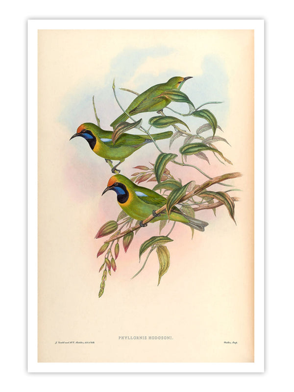 Wall Prints - Phyllornis Hodgsoni
