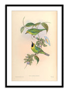 Wall Prints - Phyllornis Jerdoni