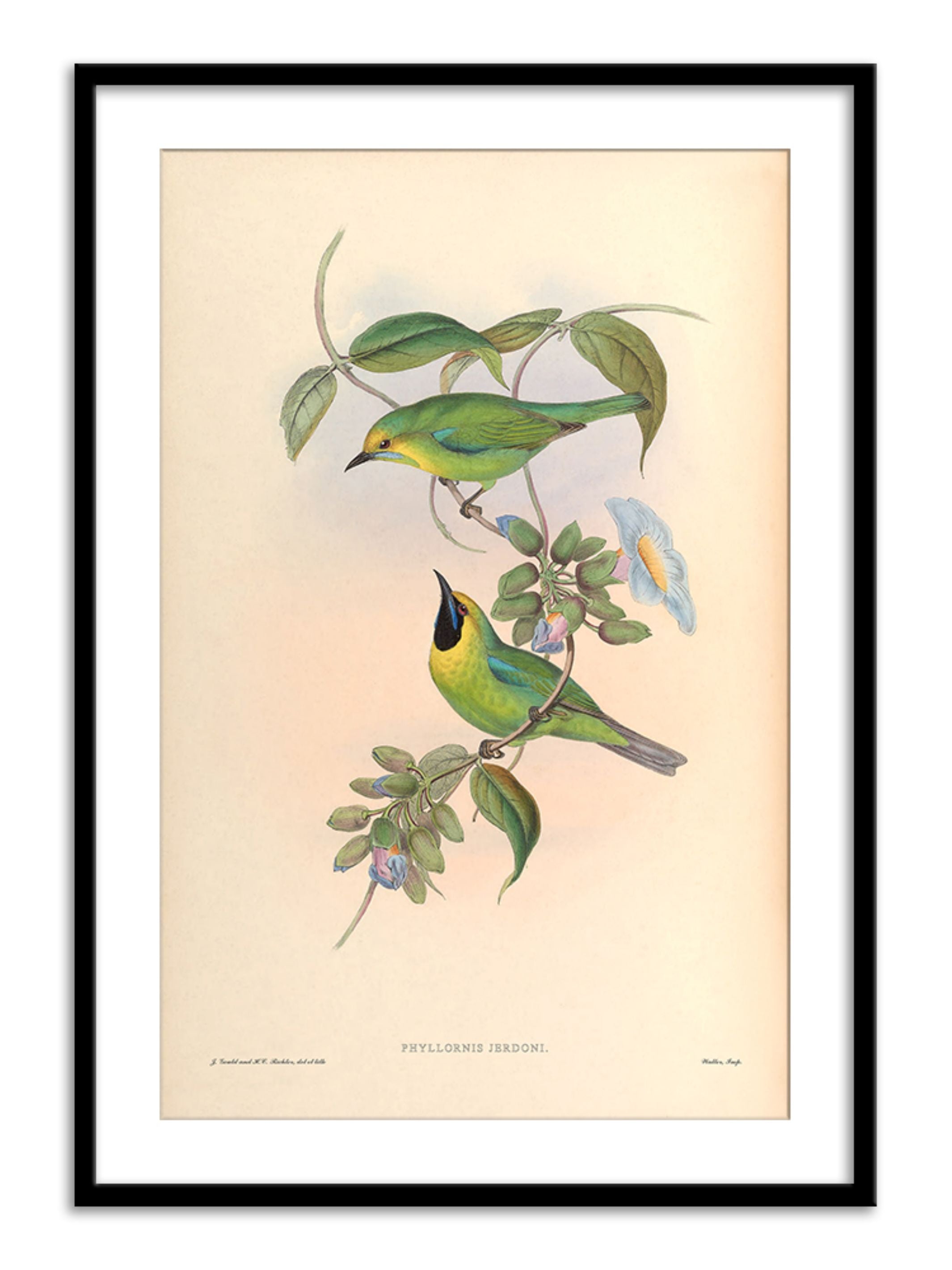 Wall Prints - Phyllornis Jerdoni
