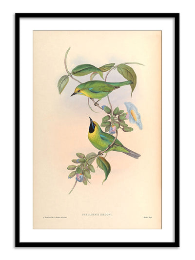 Wall Prints - Phyllornis Jerdoni