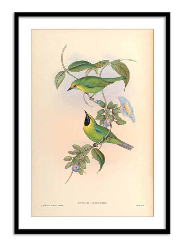 Wall Prints - Phyllornis Jerdoni