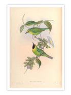 Wall Prints - Phyllornis Jerdoni