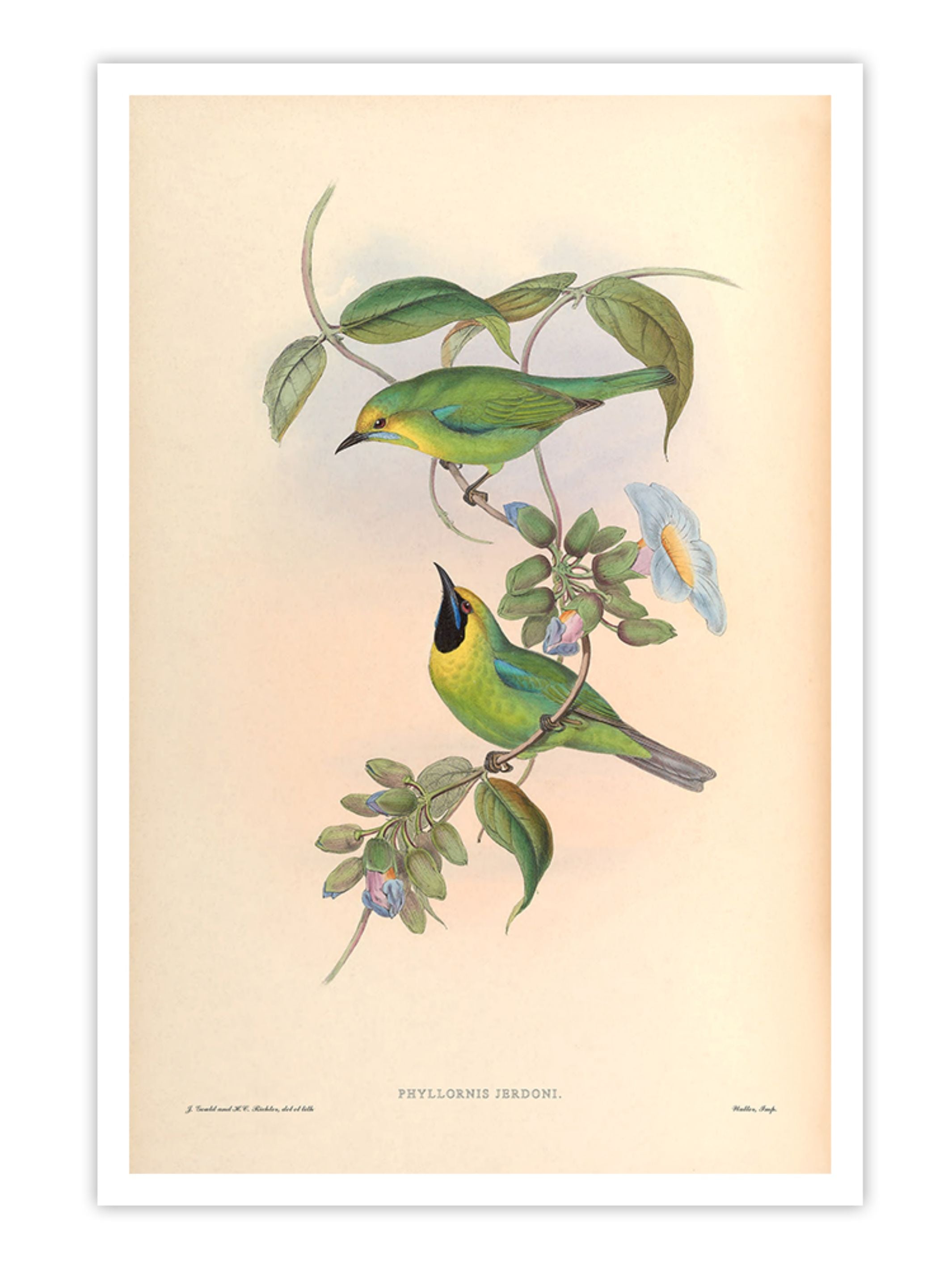 Wall Prints - Phyllornis Jerdoni