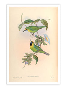 Wall Prints - Phyllornis Jerdoni