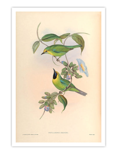 Wall Prints - Phyllornis Jerdoni