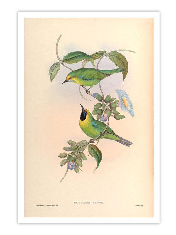 Wall Prints - Phyllornis Jerdoni