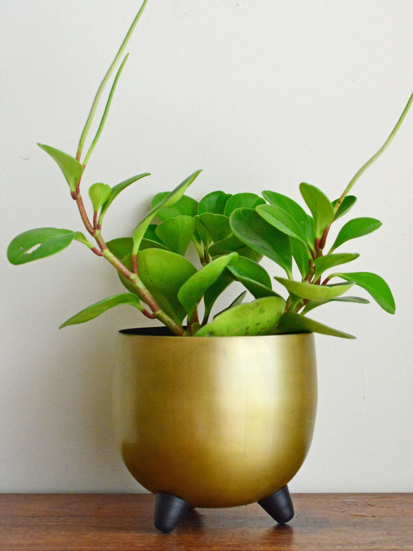 Portia Planter