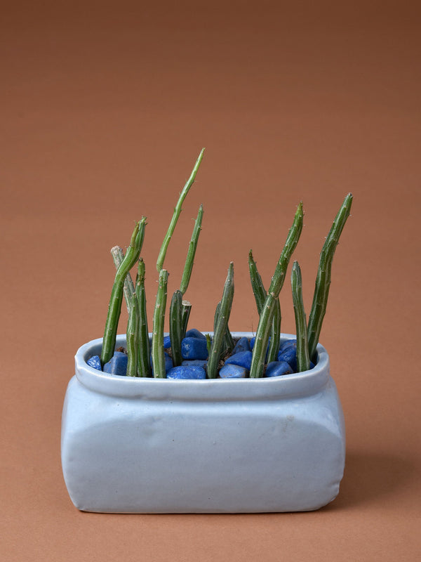 Rectangle Planter with Oval rim