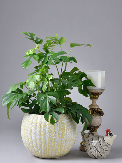 Ribbed & Embossed Round Planter